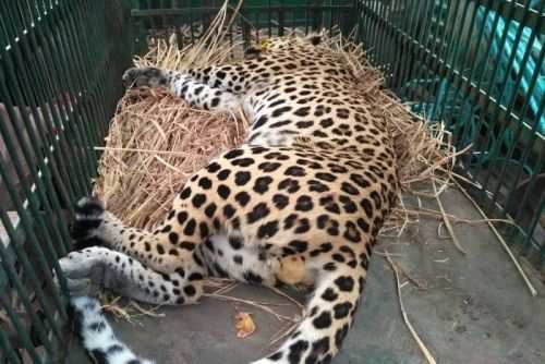 Panther gets trapped in fence in a village