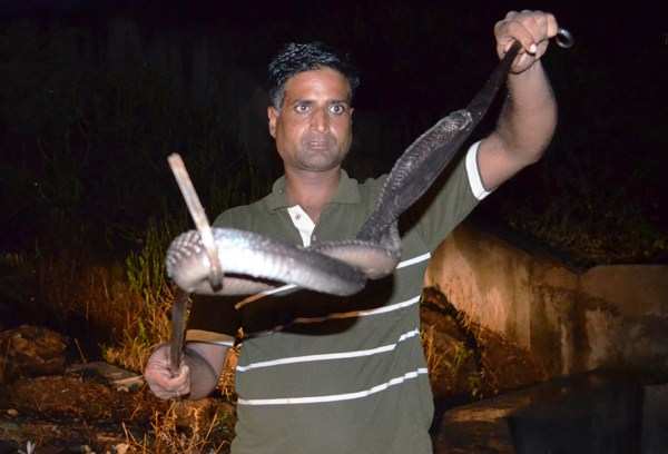 Several Snakes caught and rescued