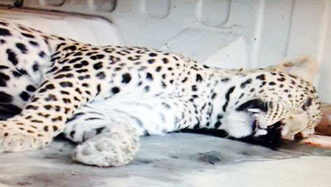 Leopard dies after getting electrocuted