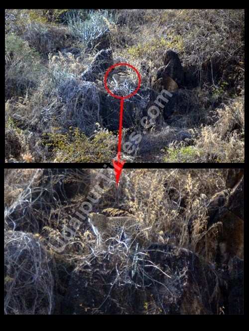 [Photos] Two Leopards spotted near Lake Fateh Sagar