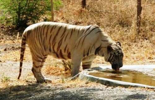 White tiger Rama falls sick-Sajjangarh Bio Park