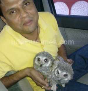 Stolen Owls  of Gulab Bagh and Plead of a Rescuer