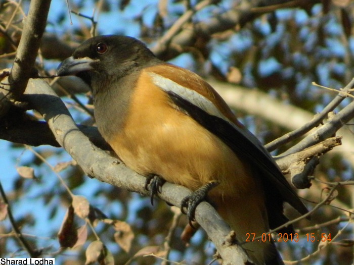[Photos] Can you identify these Migratory Birds in Udaipur?