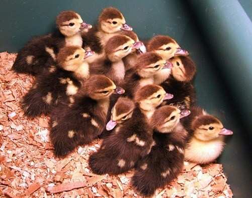 15 Ducklings disappear from Gulab Bagh Zoo