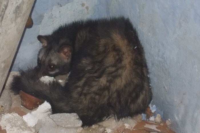 Wild Encounters: Musk Civet enters a house, Rescued