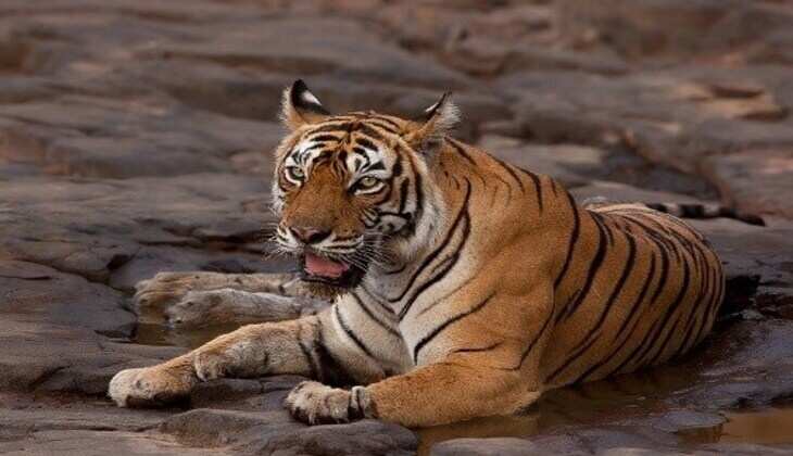 Queen Tigress of Ranthambore Succumbs to Illness