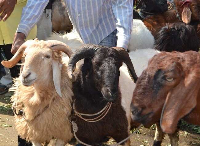 Goat Sold for Rs.50k at Udaipur Bakra Mandi