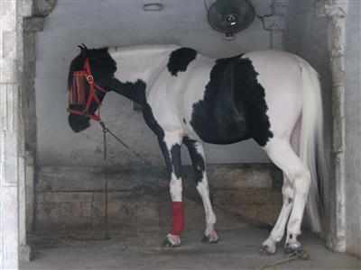 Horses to be avoided -“Glanders” hits horses