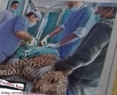 Panther Rani undergoes surgery in Bio Park