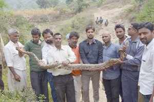 Python caught from Iswal