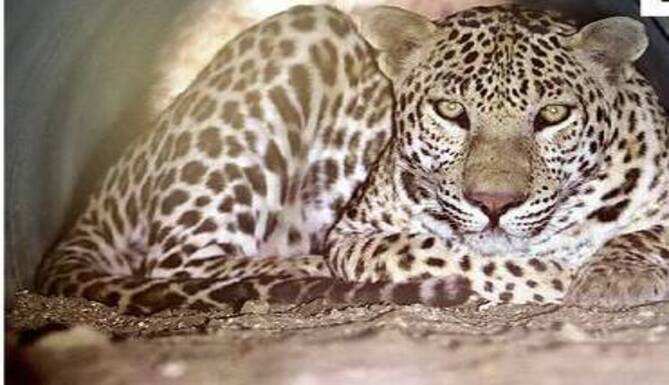 Leopard enters pipe line under a bridge