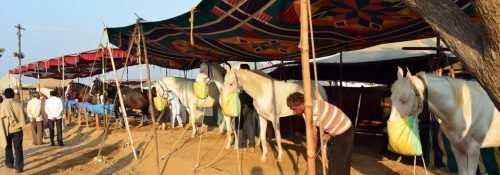 Nagaur Festival – Cattle fair 2017