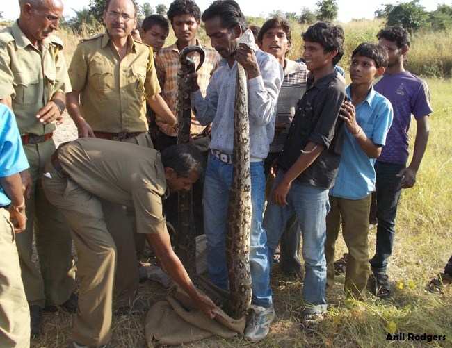 13 ft long Indian Rock Python Rescued from Kurabad