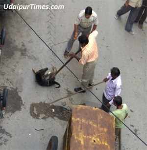 UMC Constitutes Monitoring Committee for Street Dog Catchers