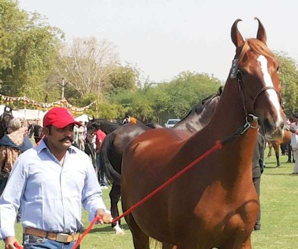 Marwari Horses from Mewar’s Stud Farms steal the Show