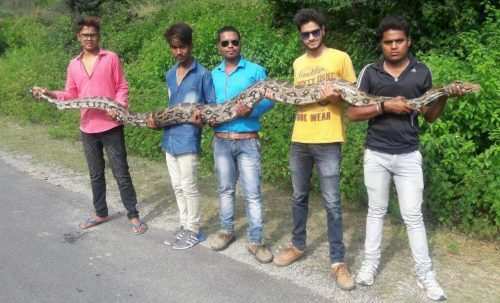 15+ feet python rescued at Badi