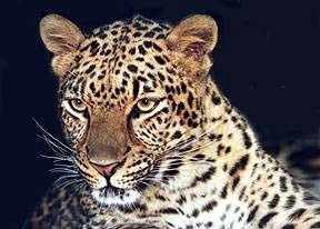 Disgruntled Leopard