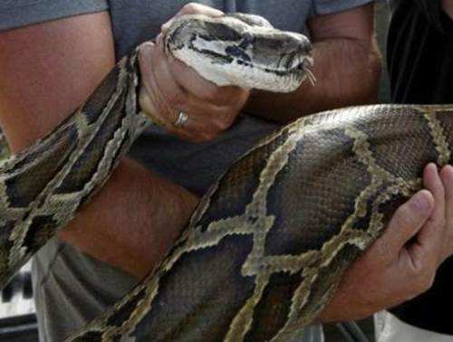 Python rescued from a field near Udaipur