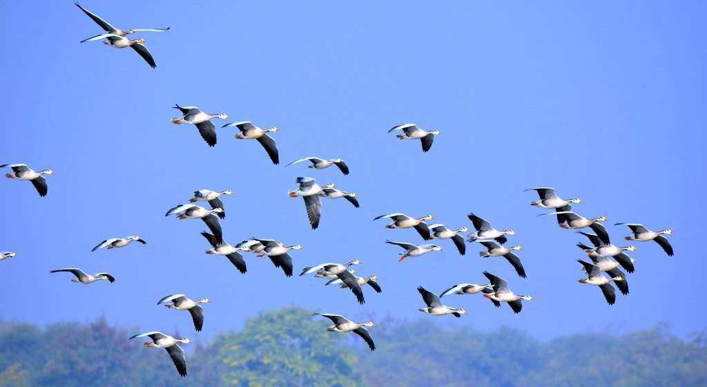 Thousands of Bar headed goose reach Menar Lake