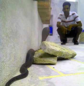 Cobra caught from Manvakhera