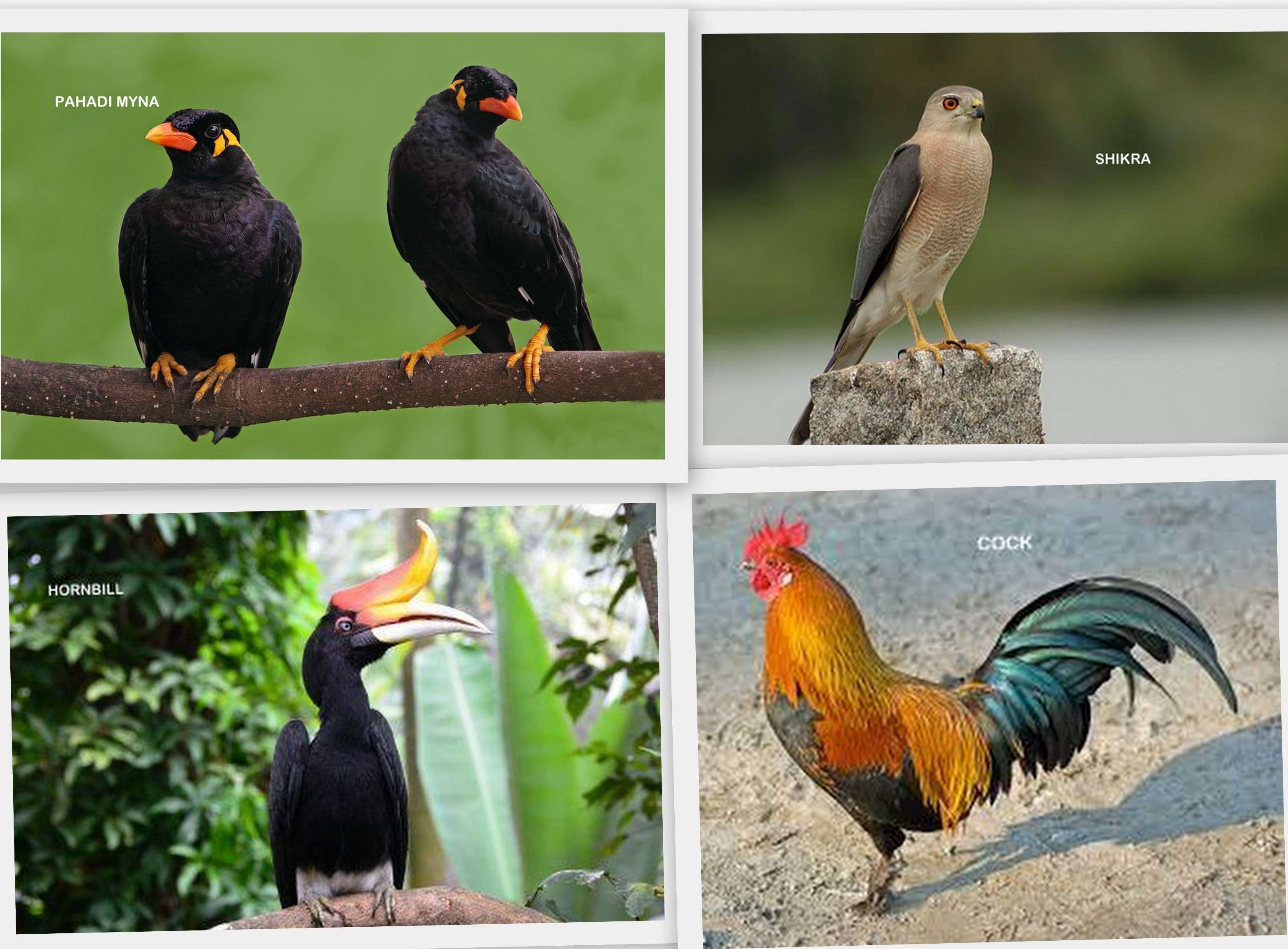 “Flap flap”-First ever Bird Park to be made in Udaipur