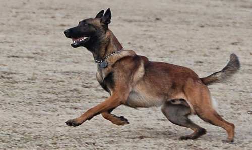 Udaipur Police Dog Squad gets Belgian Melinois
