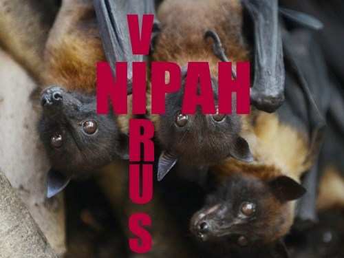 Beware of NIPAH VIRUS- It is deadly