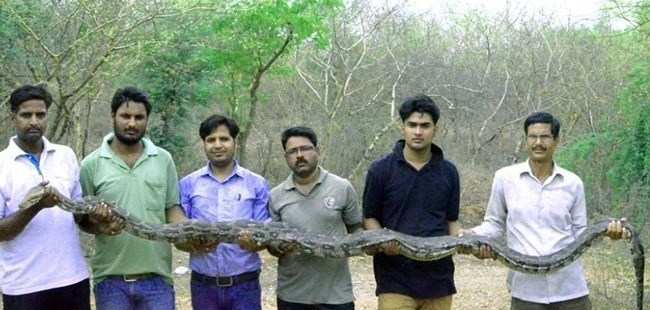 12 feet long Python caught from village near Udaipur