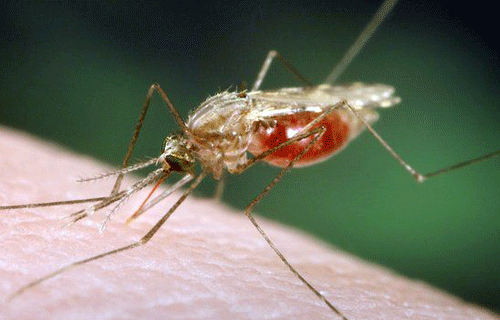 TIFR Scientist from Udaipur & team comes up with potential Malaria Vaccine
