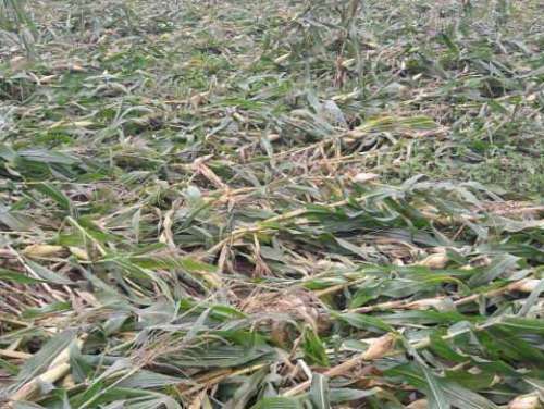 Rains destroy crops-10 varieties of crops suffer