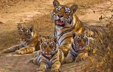 Ranthambhore National Park to stay open throughout the year