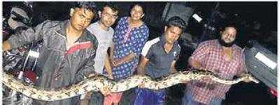 16 feet long python enters a residential area