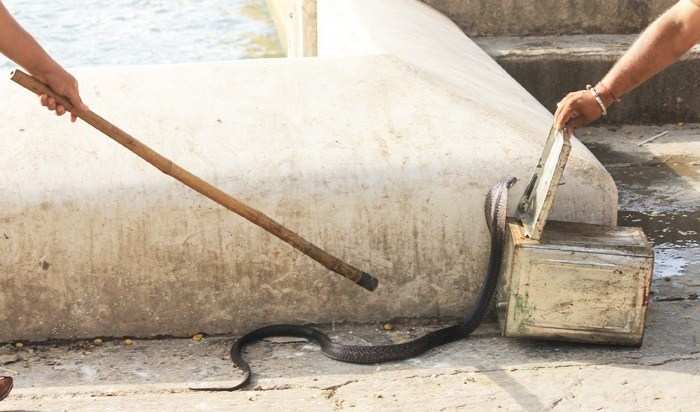 [Photos] 5ft Long Cobra Caught from Paal