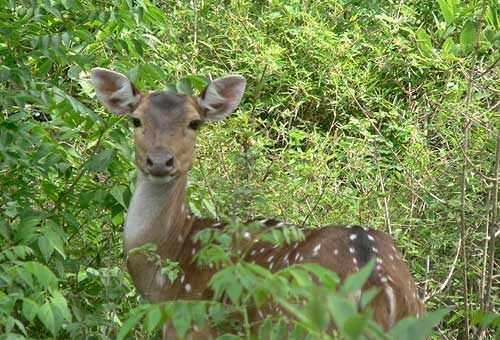 Over 500 people participate in Wildlife Census in Udaipur