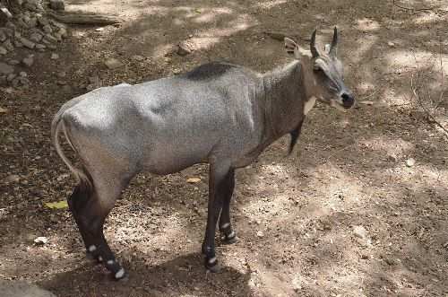 Bluebulls(nilgai) posing to be a threat for crops