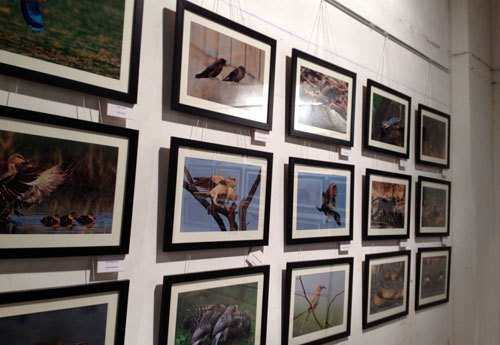 ‘Wild Raaga’ photography exhibition commences at RK Mall