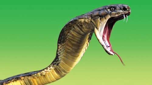 Bhairav Garh resort owner dies of Snake Bite
