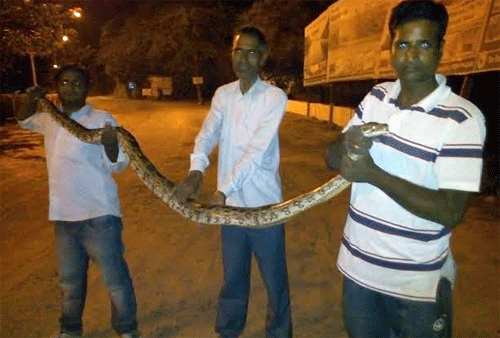 11 ft. long Female Python rescued from Saheli Nagar