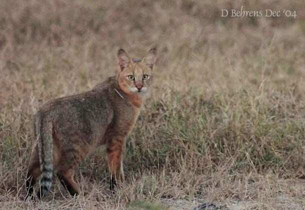 Sajjangarh, a Suitable Habitat for Cat Species