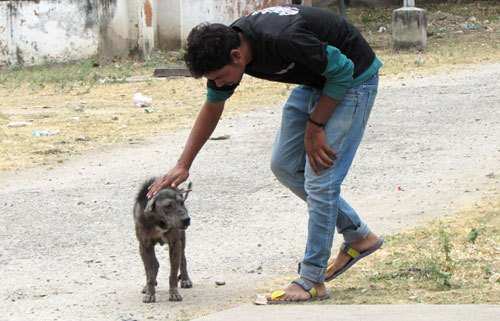 Animal Aid rescue Dog suffering from Skin disease