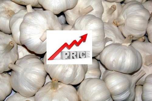Garlic graph goes high-70 to 100 rupees a kilo