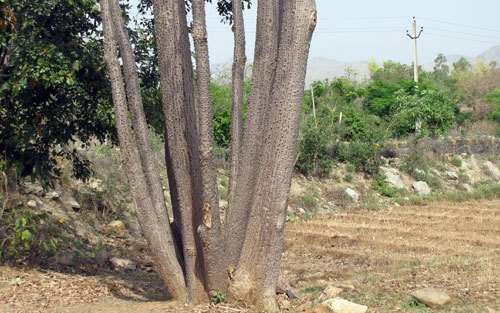 9 Stemmed Semal Tree found in Udaipur