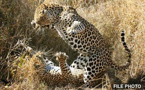 Leopard kills another Leopard