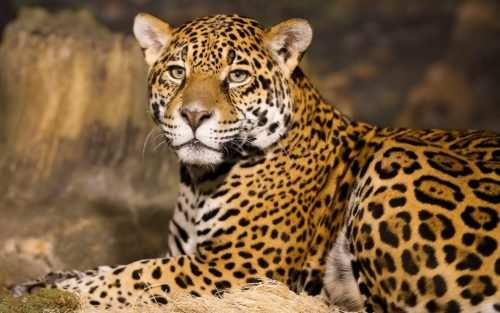 Country’s first leopard project to start in Jaisamand sanctuary