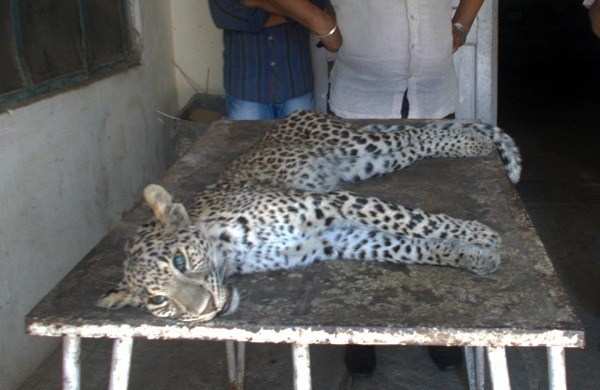 Leopard Cub Dies of Starving