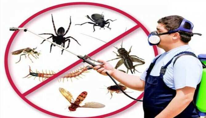 Residential Pest Control &ndash; Precautions, Side Effects, Advice, and Solution