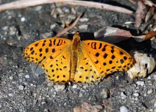Udaipur photographer clicks a “rare” butterfly breed