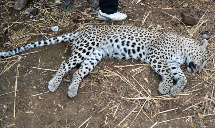 Leopard Chasing Dogs Killed of Electrocution