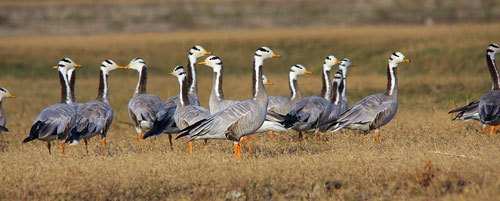 State’s First Bird Park to be setup in Udaipur