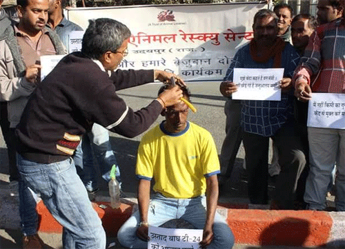 Animal Lover Chaman Singh shaves his head in support of T-24